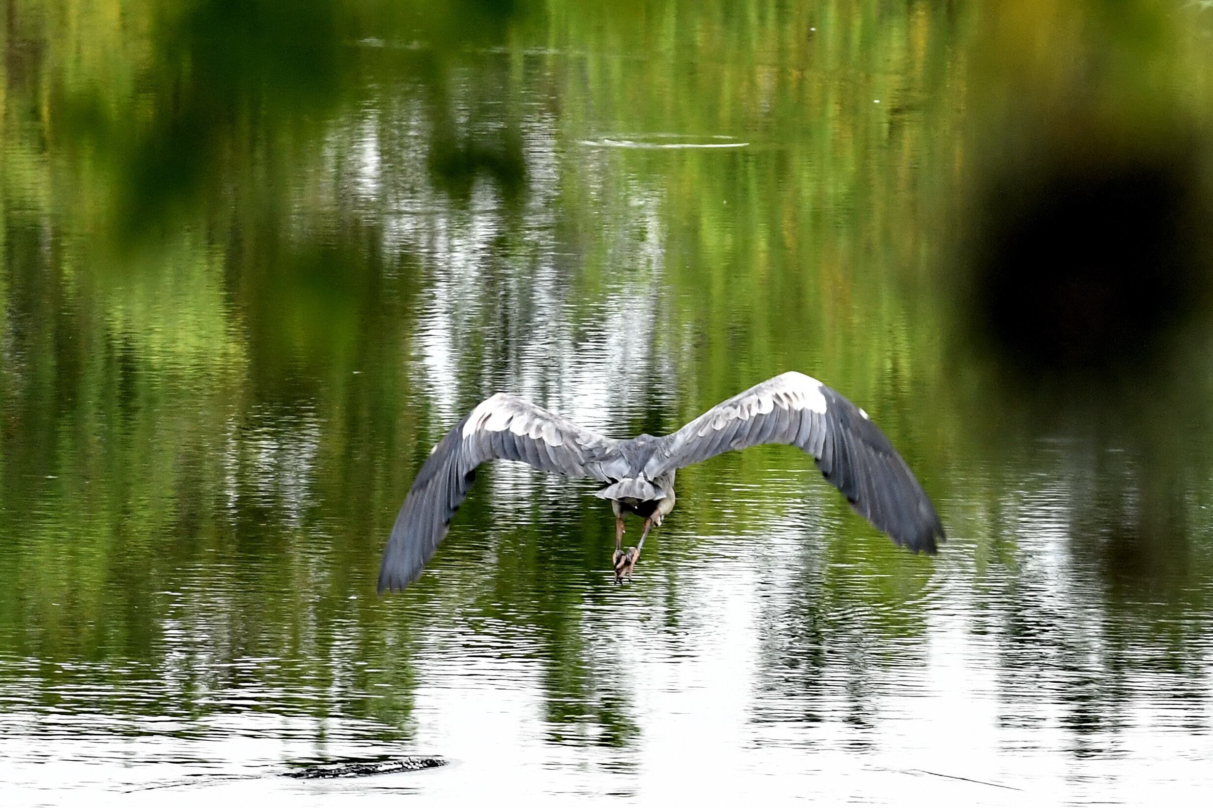El humedal 'Madre Vieja Chiquique' ubicado en el municipio de Yotoco recibió esta semana la certificación internacional Ramsar, junto a otros 26 humedales de todo el país donde también fue incluida la Laguna de Sonso. Esta certificación protege los ecosistemas y los declara zonas protegidas de importancia internacional. Foto: Oswaldo Páez / El País