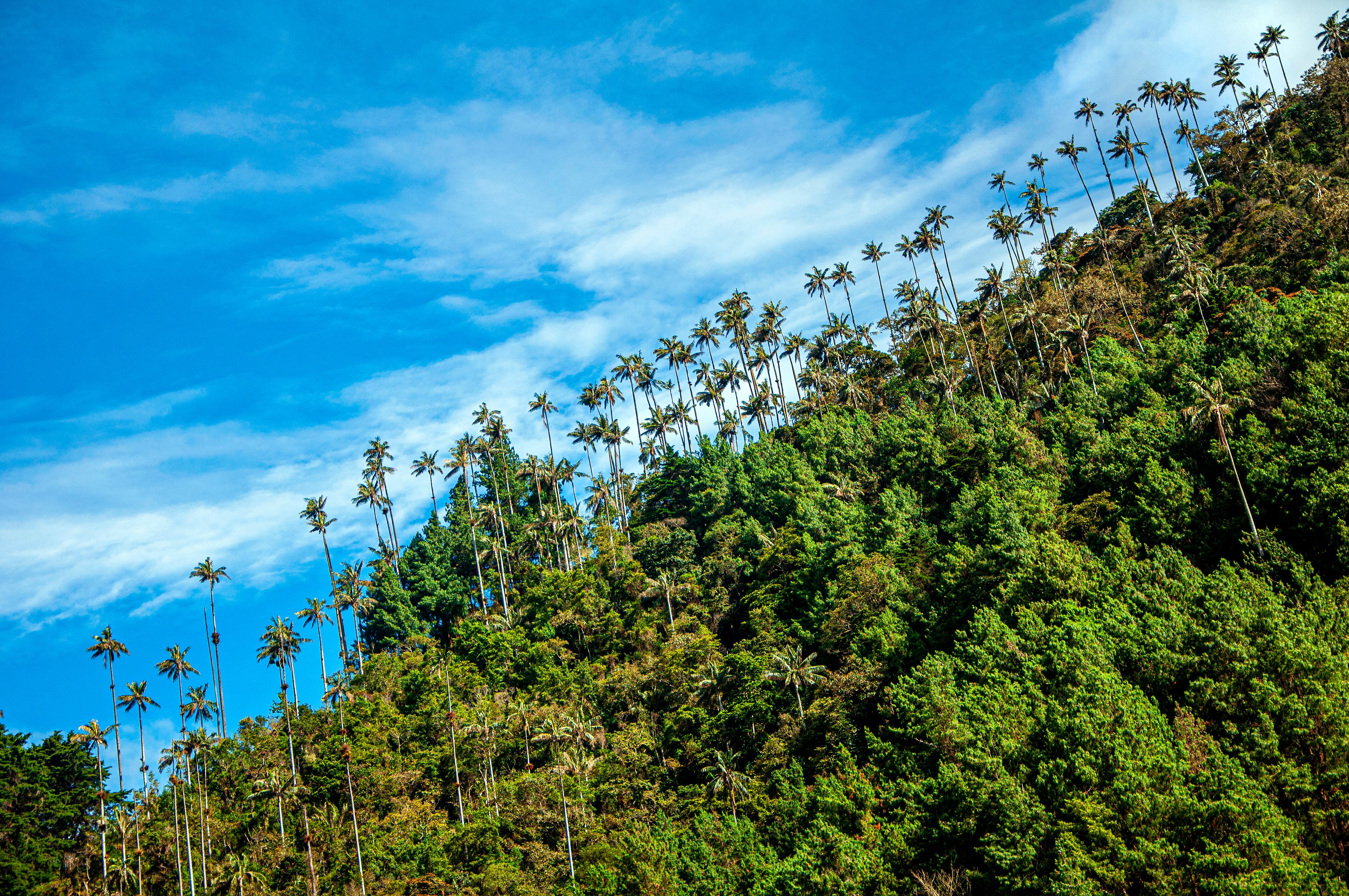 Recomendaciones para visitar el Valle del Cocora, una joya natural del Eje Cafetero