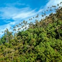 El Valle de Cocora es un paisaje natural ubicado en la cordillera central de los Andes colombianos, específicamente en el departamento de Quindío, en el área de influencia del Parque Nacional Natural Los Nevados.