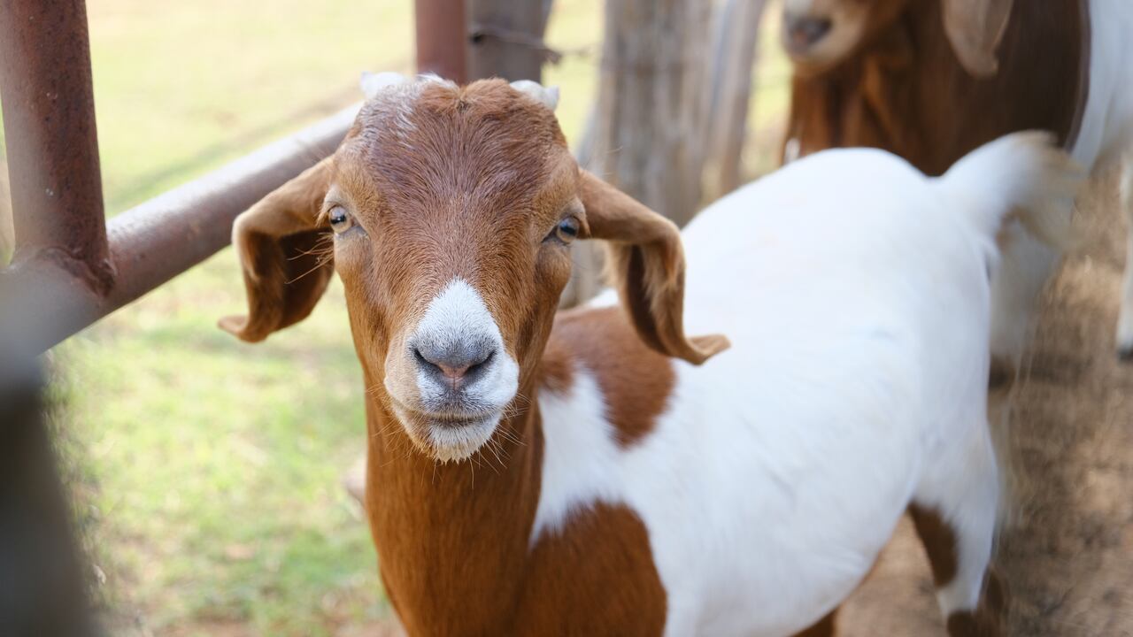 young Boer goat face close up on farm
