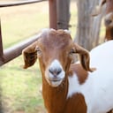 Boer goat on farm for agriculture concept