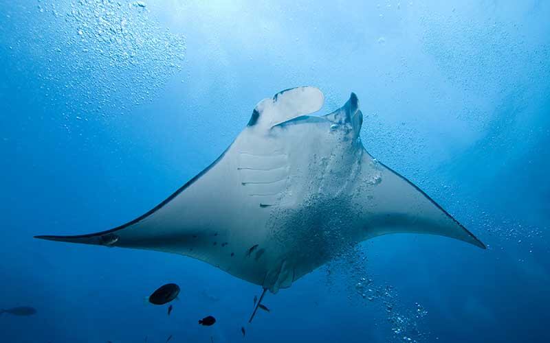 Los ataques de estos animales son muy inusuales alrededor del mundo.