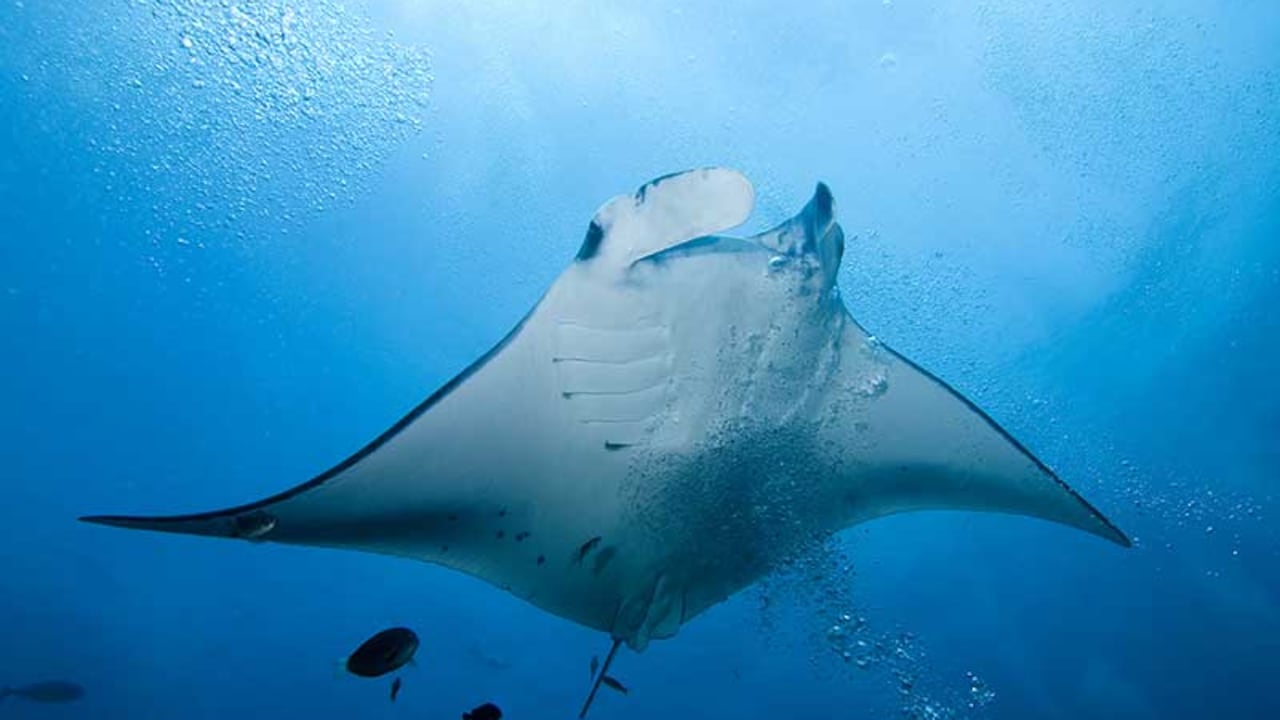 Los ataques de estos animales son muy inusuales alrededor del mundo.