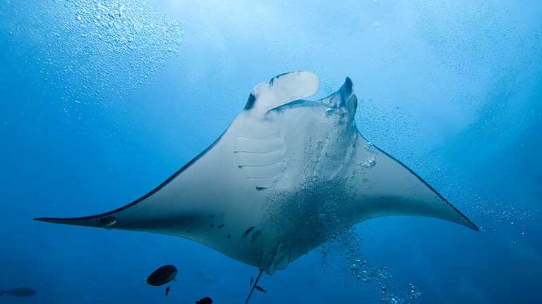 Mantarraya Mordida Mujer en Florida reveló cómo fue atacada por una mantarraya - Semana