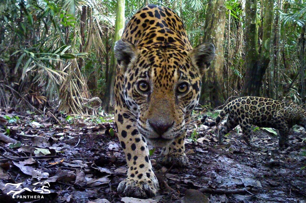 Actualización de la lista roja de mamíferos en Colombia