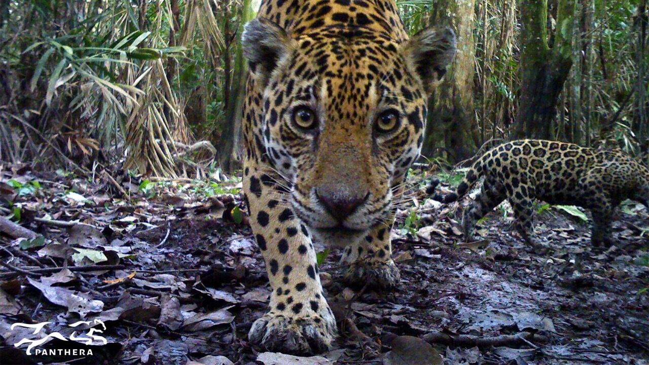 : El jaguar es el felino más grande de América, con tamaños que pueden alcanzar los dos metros de largo.