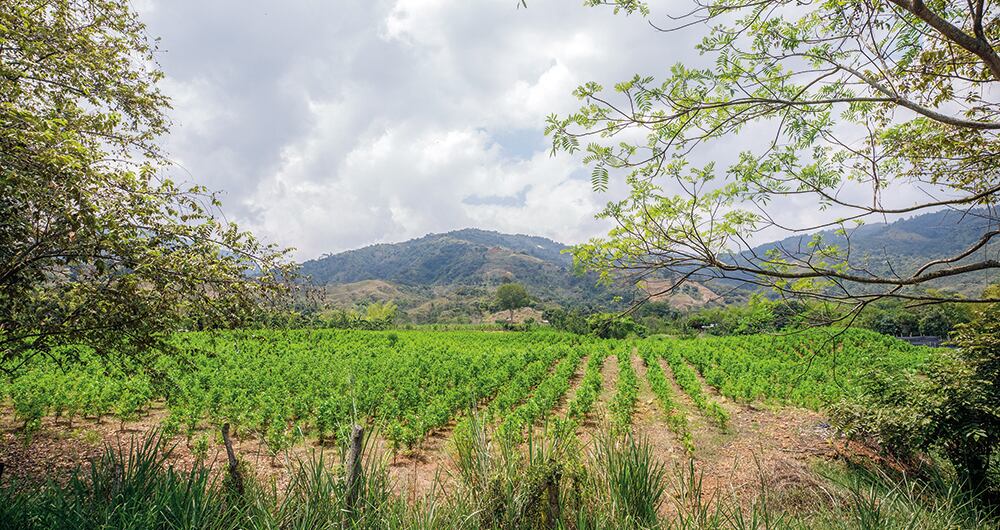    La mayoría de denuncias de reclutamiento forzado se presentan en el Cauca, según la Defensoría del Pueblo. Las Farc, principales culpables. 