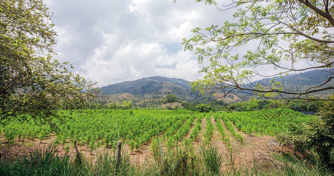La mayoría de denuncias de reclutamiento forzado se presentan en el Cauca, según la Defensoría del Pueblo. Las Farc, principales culpables.