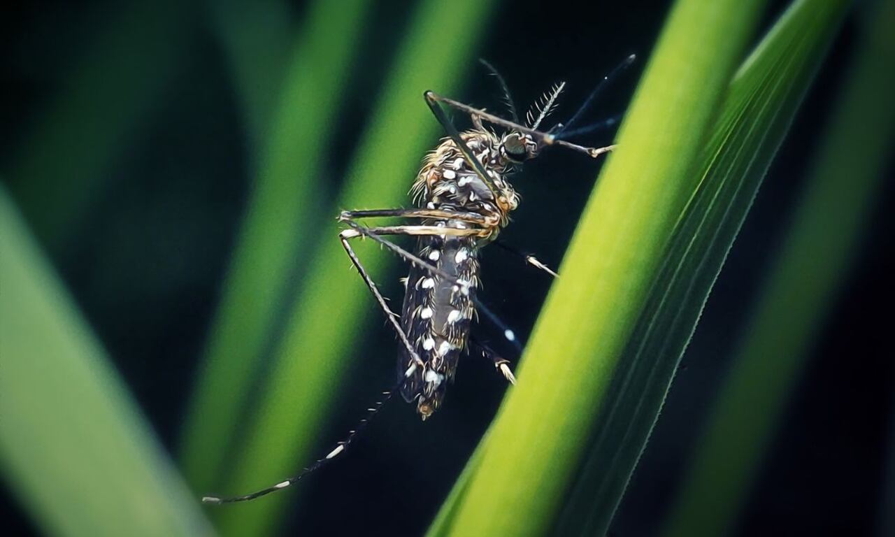 Plantas que ayudan a ahuyentar mosquitos.