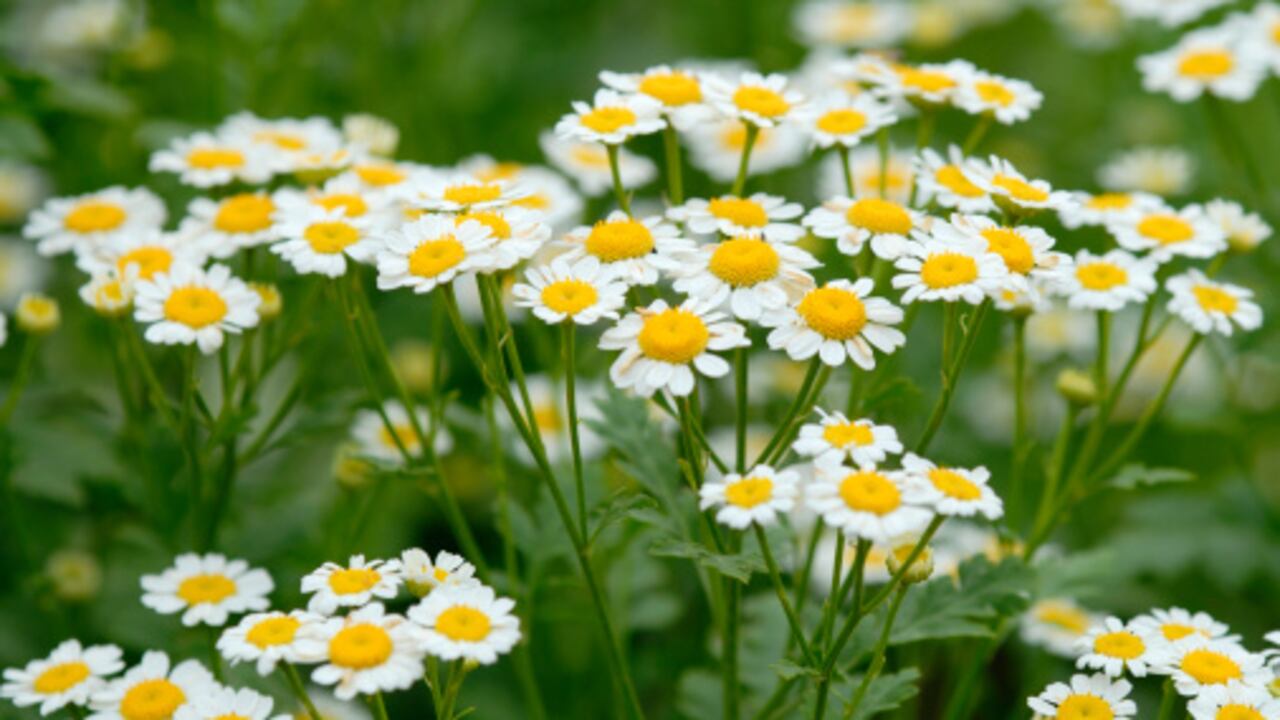 Esta planta no solo es curativa sino que puede ayudar a atraer la prosperidad.