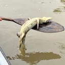 Los reptiles también estarían muriendo en el caño San Silvestre de Barrancabermeja.