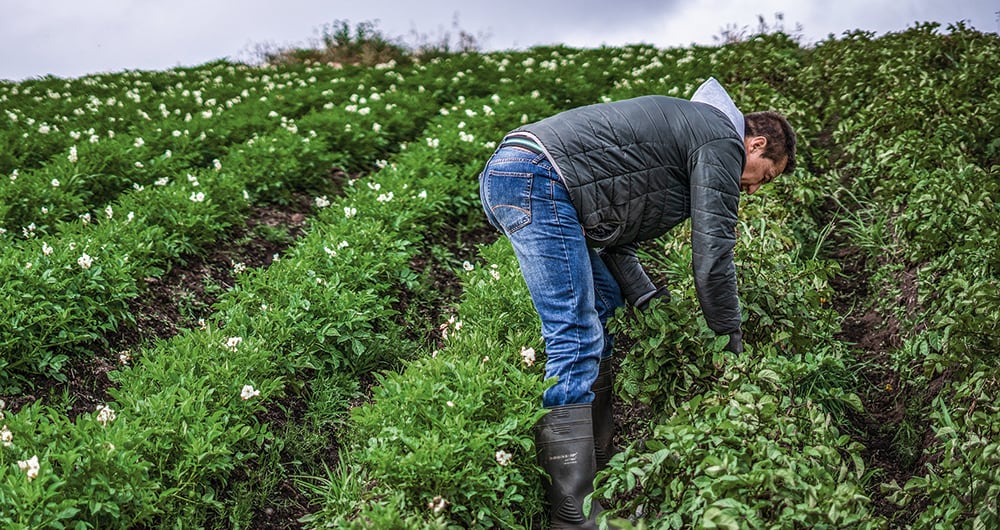 El agro se mantiene este año como el motor de la economía.