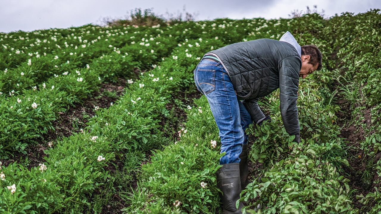El agro se mantiene este año como el motor de la economía.