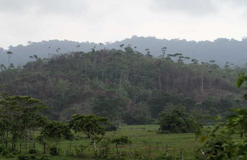 En los últimos años, la selva ha sido reemplazada por potreros para engordar ganado.