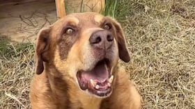 Pese a que es un canino bastante calmado y cariñoso, por su edad, no hay mucho interés en su adopción.