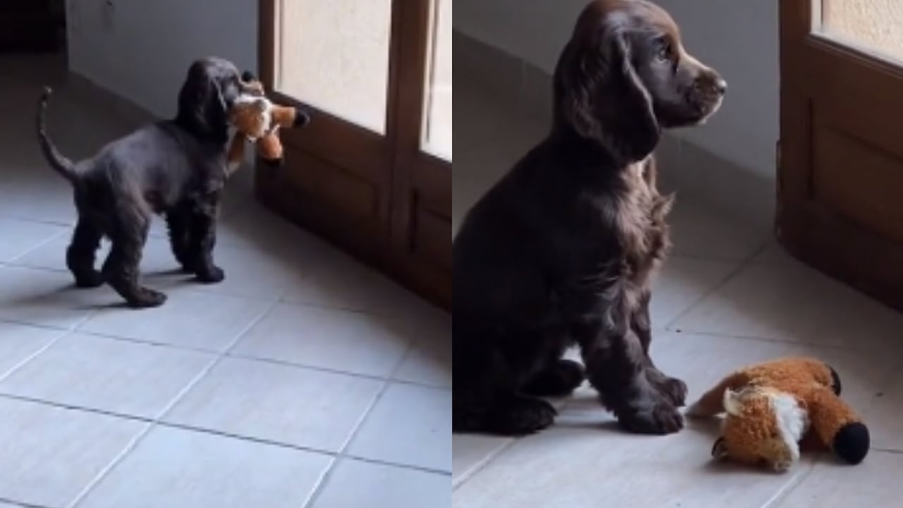 Perrito desilusionado