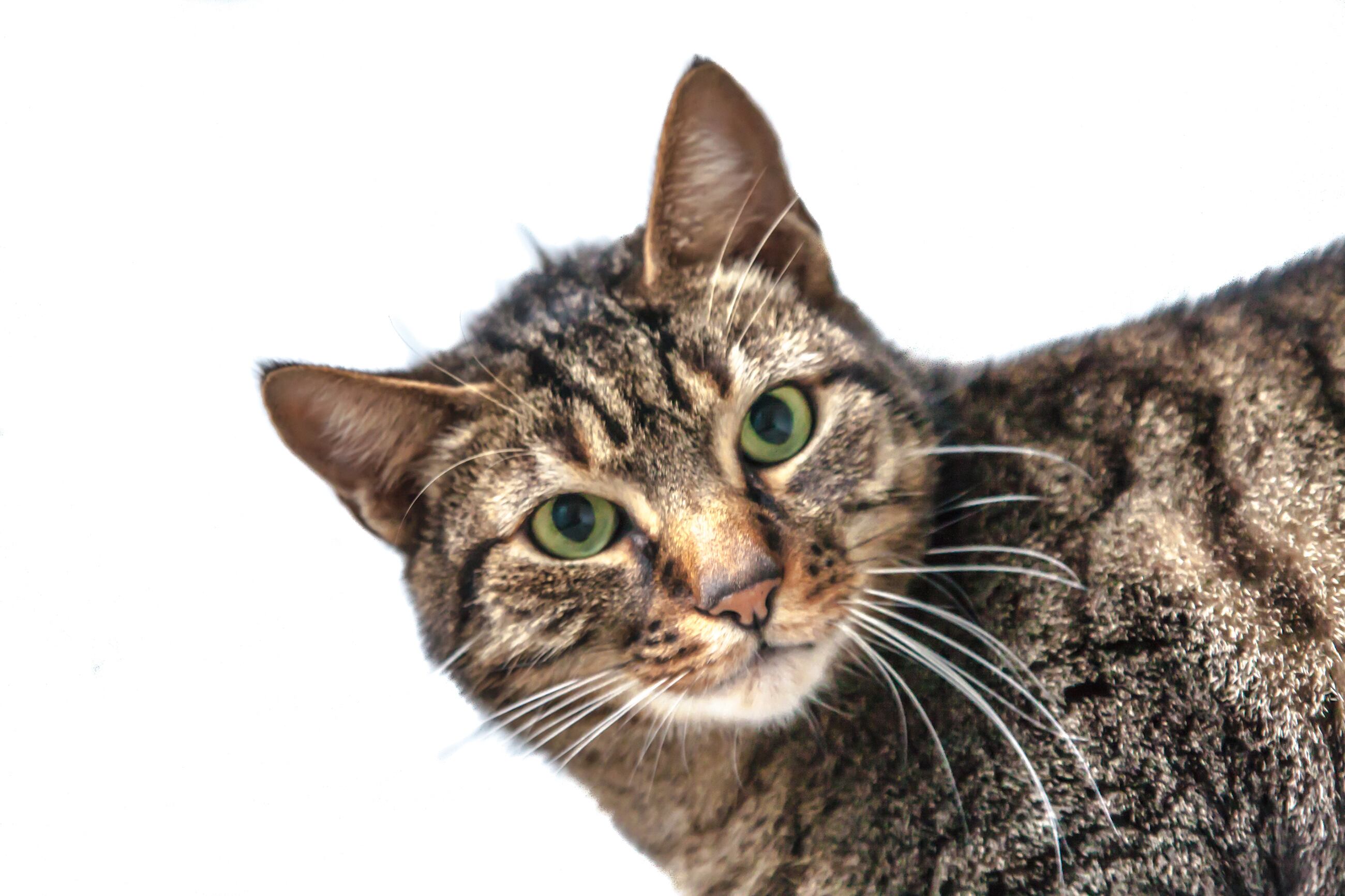 Los gatos se comieron partes de su dueño tras varios días encerrados.