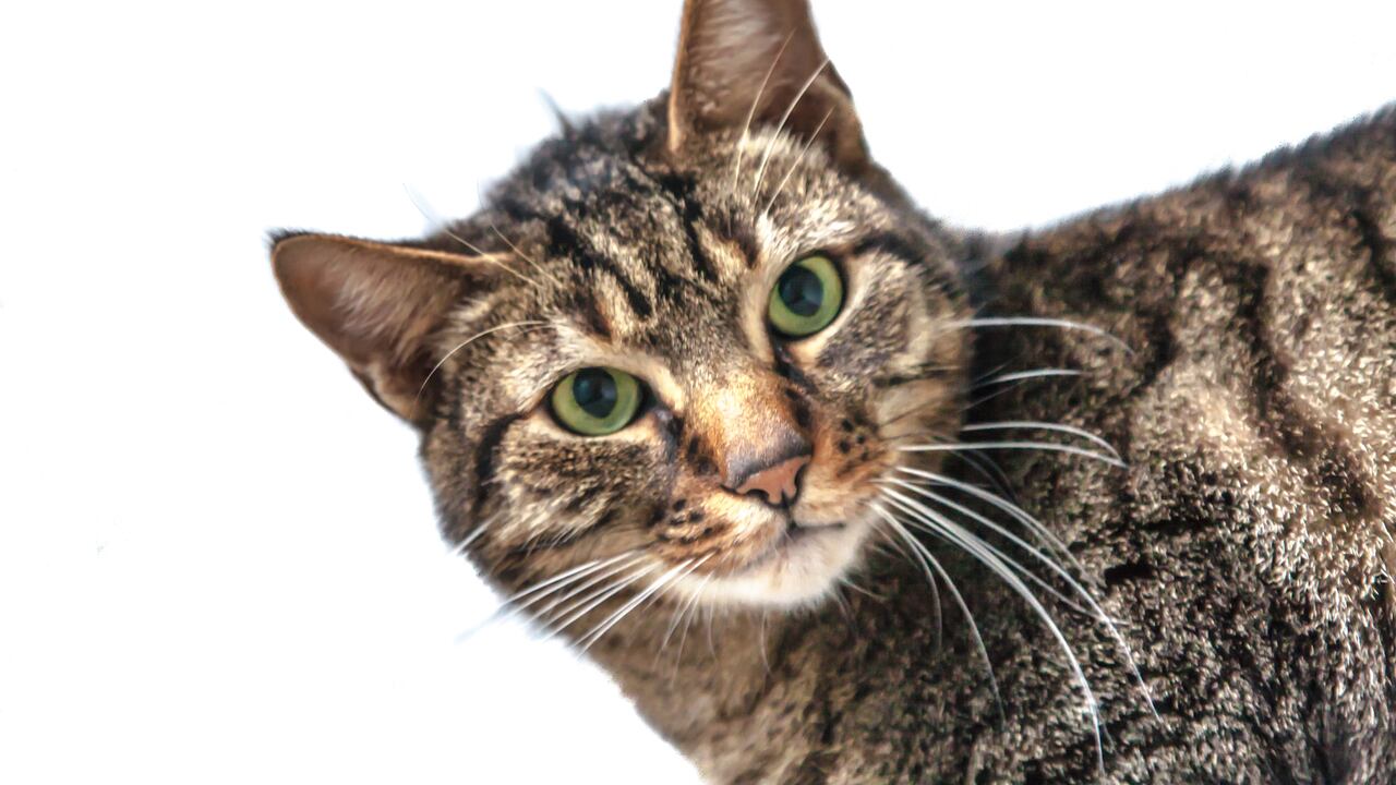 Los gatos son criaturas curiosas que tienen un lenguaje del amor diferente.