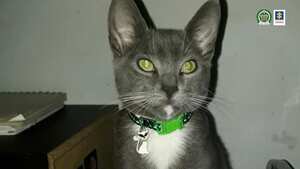 Camus, un gato que según la Fiscalía habría fallecido víctima de maltrato animal.