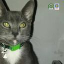 Camus, un gato que según la Fiscalía habría fallecido víctima de maltrato animal.