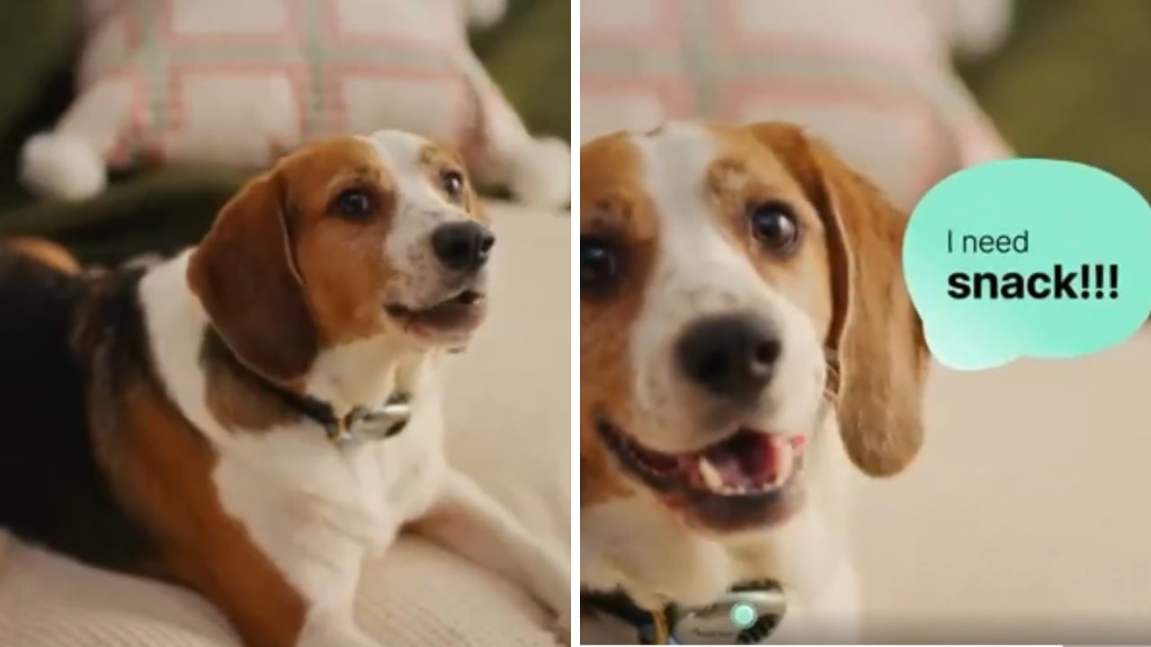 El collar que "lee la mente" de perros y gatos ya tiene 10.000 pedidos.