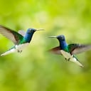 Enfrentamiento de pájaros colibrí azul y blanco volador, jacobino de cuello blanco (Florisuga mellivora).
