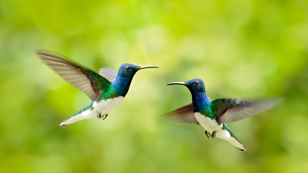 Los colibríes son seres nativos de casi todos los ecosistemas, bosques templados, selvas húmedas, desiertos, incluso en los picos más montañosos y altos de todo el continente americano.