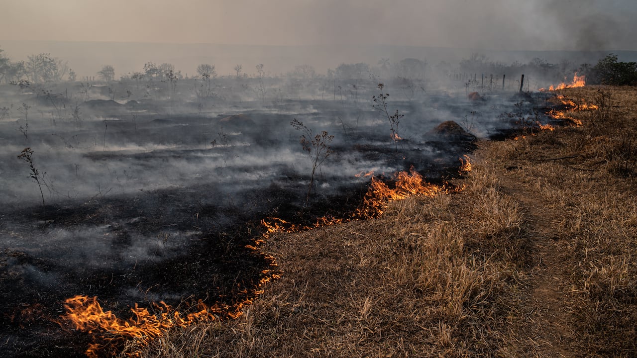 Fire burns vegetation of brazilian savanna. (cerrado)