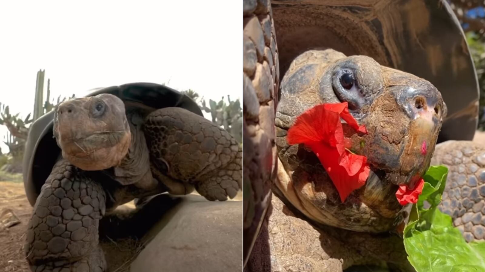 Gramma, la tortuga de Galápagos del San Diego Zoo, fue la residente más longeva del zoológico: falleció el 20 de noviembre de 2025, a una edad estimada de 141 años