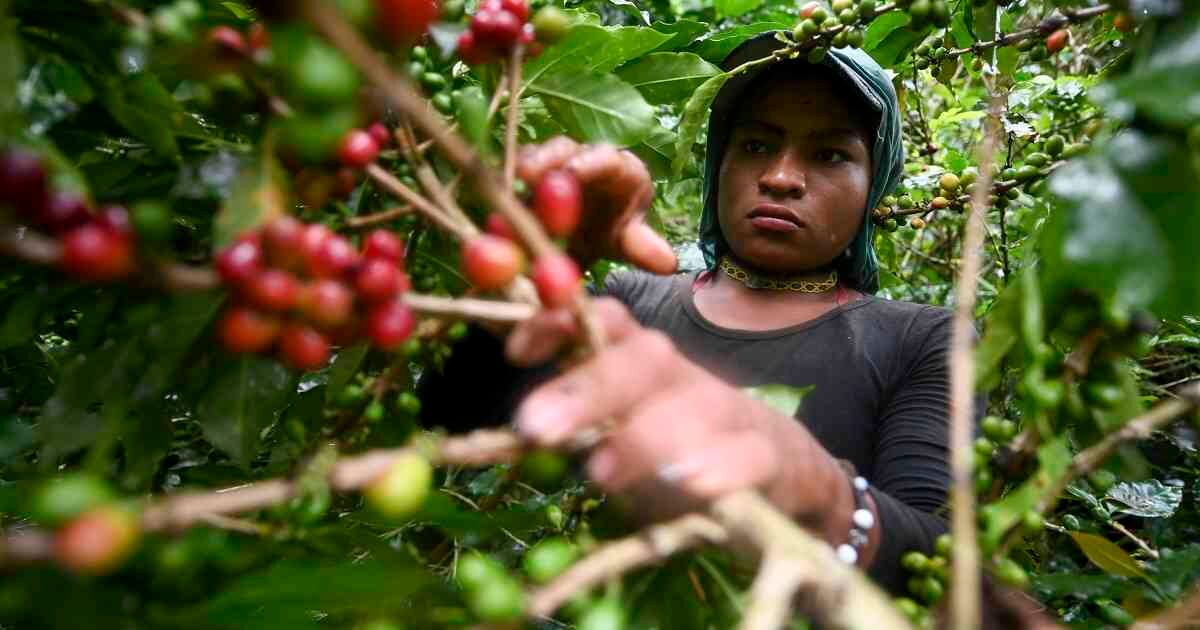 Ella es Andrea, una de las mujeres trans de la comunidad indígena embara chamí. Vive en Santuario, Risaralda, y es recolectora de café. Foto: Raúl Alrboleda /AFP