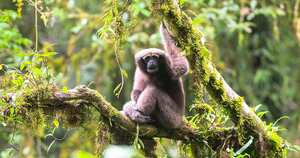 Un gibón hembra adulto (Hoolock tainxing). Foto de Fan Pengfei