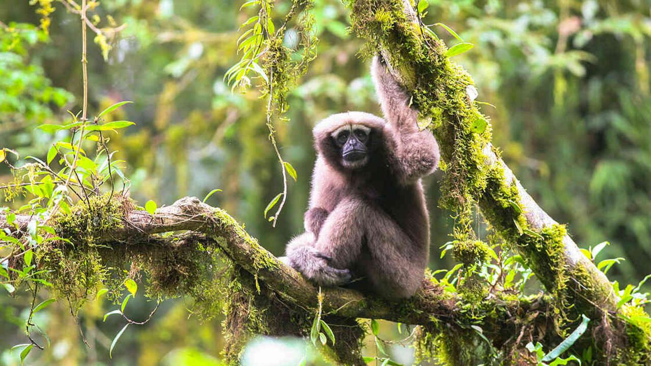 Un gibón hembra adulto (Hoolock tainxing). Foto de Fan Pengfei