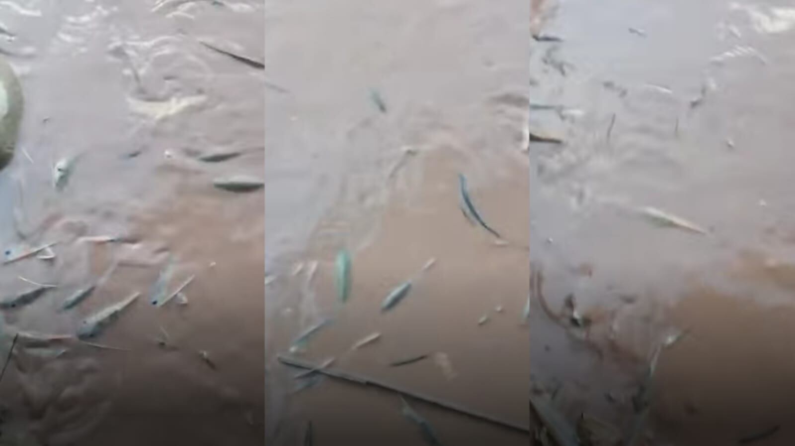 Mortandad de peces en el Cesar