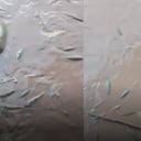 Mortandad de peces en el Cesar