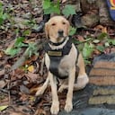 Los hechos se registraron en el municipio de Puerto Rico.