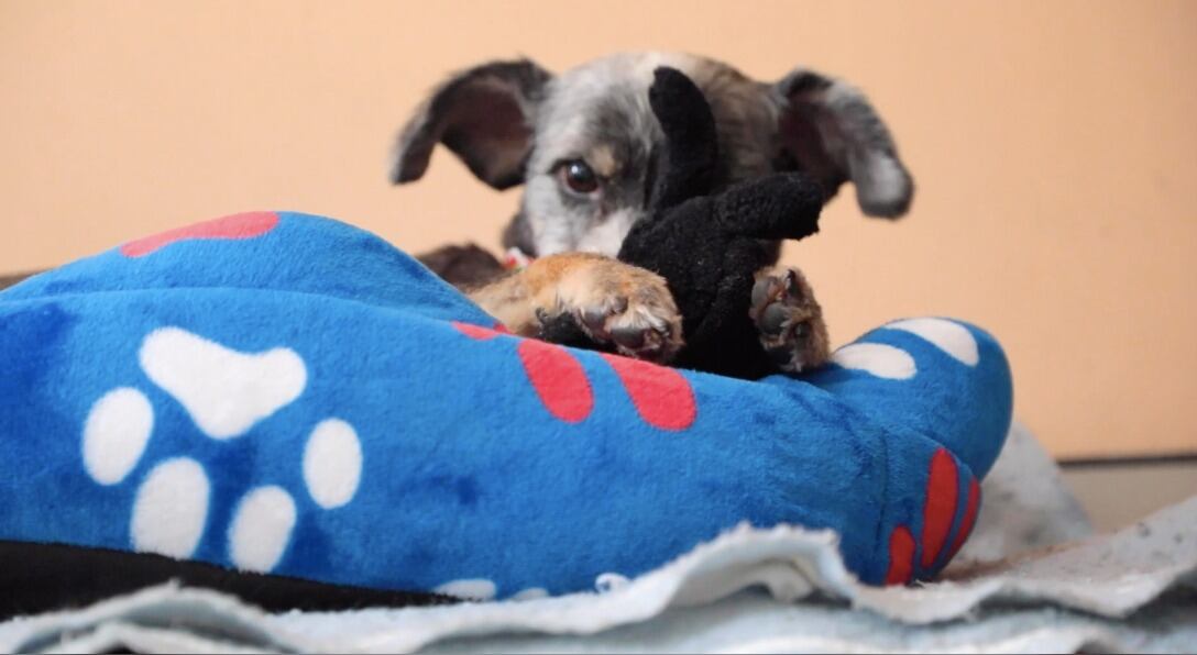 Es prioridad no desamparar a las mascotas y ofrecerles el mejor bienestar posible.