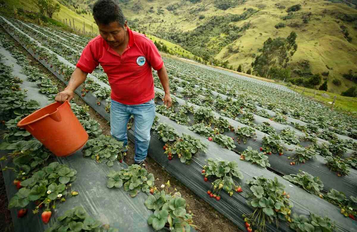 Cultivo de fresas -Resguardo indígena -Norte del Cauca- Foto: Daniel Reina Romero