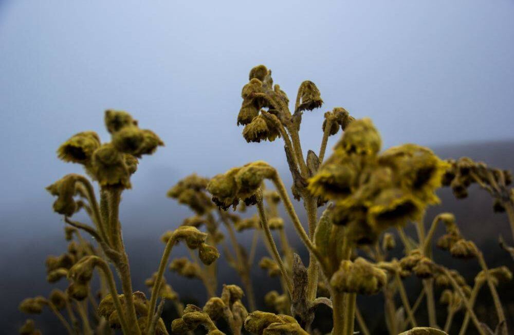 Saliendo por la avenida Boyacá, vía al llano; desviando hacia la localidad de Usme, llegamos al predio ubicado en la Vereda Curubital, a 50 kilómetros de Bogotá. Foto: Luigi Saenz 