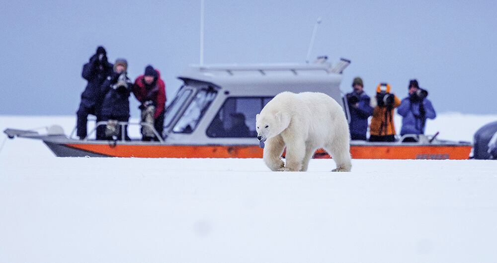   Desde el inicio de su administración, Donald Trump ha intentado abrir el Refugio Nacional de Vida Silvestre del Ártico a empresas de explotación de hidrocarburos.