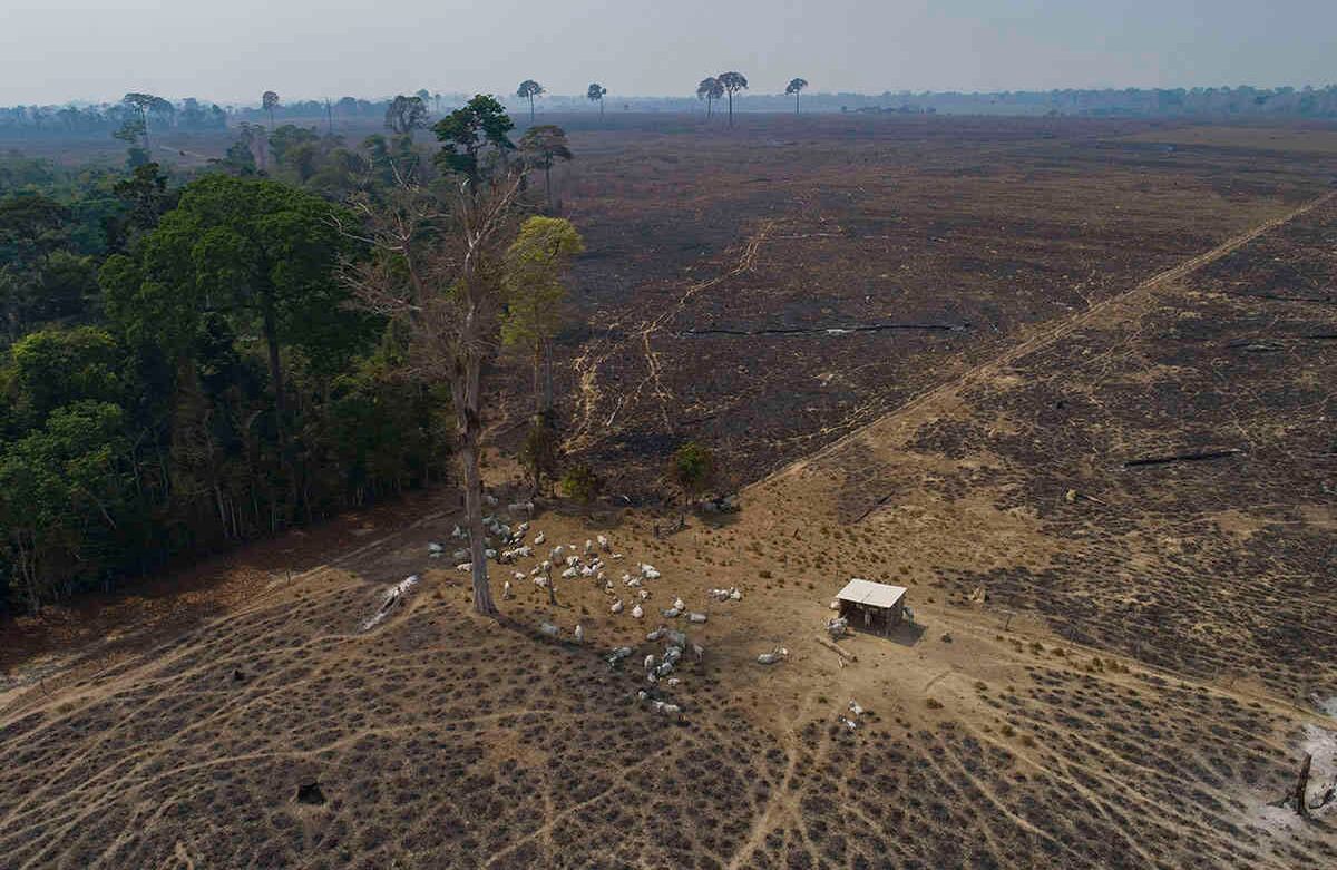 El ganado pasta en una tierra recientemente quemada y deforestada por ganaderos cerca de Novo Progresso, estado de Pará, Brasil, el domingo 23 de agosto de 2020. Foto: Andre Penner / AP 