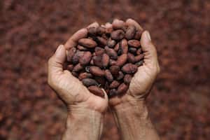 GUERIMA VICHADA
CACAOTEROS DEL ALTO VICHADA
CACAOTEROS
PLAN INTEGRAL PARA LA SUSTITUCION DE CULTIVOS DE USO ILICITO Y DESARROLLO DEL ALTO VICHADA
TRIANGULO DEL CACAO
CACAO
SUSTITUCIN DE CULTIVOS
2016
FOTO: ESTEBAN VEGA LA ROTTA
REVISTA SEMANA