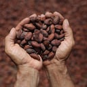 GUERIMA VICHADA
CACAOTEROS DEL ALTO VICHADA
CACAOTEROS
PLAN INTEGRAL PARA LA SUSTITUCION DE CULTIVOS DE USO ILICITO Y DESARROLLO DEL ALTO VICHADA
TRIANGULO DEL CACAO
CACAO
SUSTITUCIN DE CULTIVOS
2016
FOTO: ESTEBAN VEGA LA ROTTA
REVISTA SEMANA