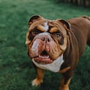 La edad, el tamaño, el nivel de actividad y el estado de salud hacen que las necesidades nutricionales puedan variar entre animales.