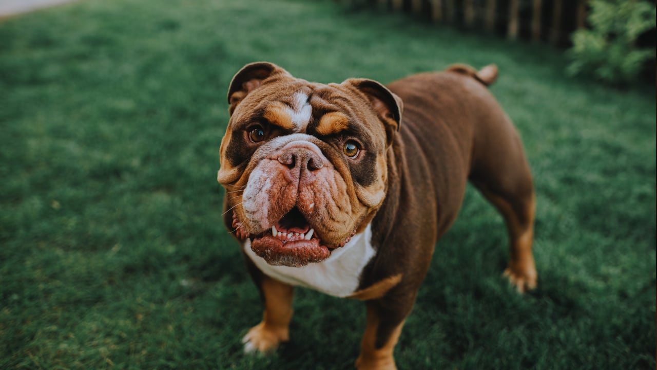 La edad, el tamaño, el nivel de actividad y el estado de salud hacen que las necesidades nutricionales puedan variar entre animales.