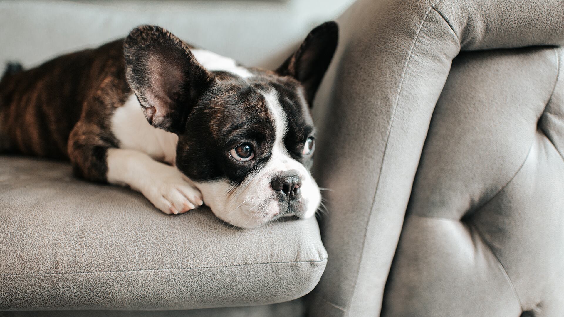 Hay personas que creen que darles de comer lo mismo que ellas ingieren es gracioso o tierno, pero para los animales algunos productos pueden resultar tóxicos y causarles hasta la muerte.