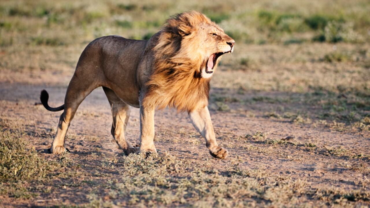 Las autoridades cerraron el zoológico para hacer frente a la emergencia.