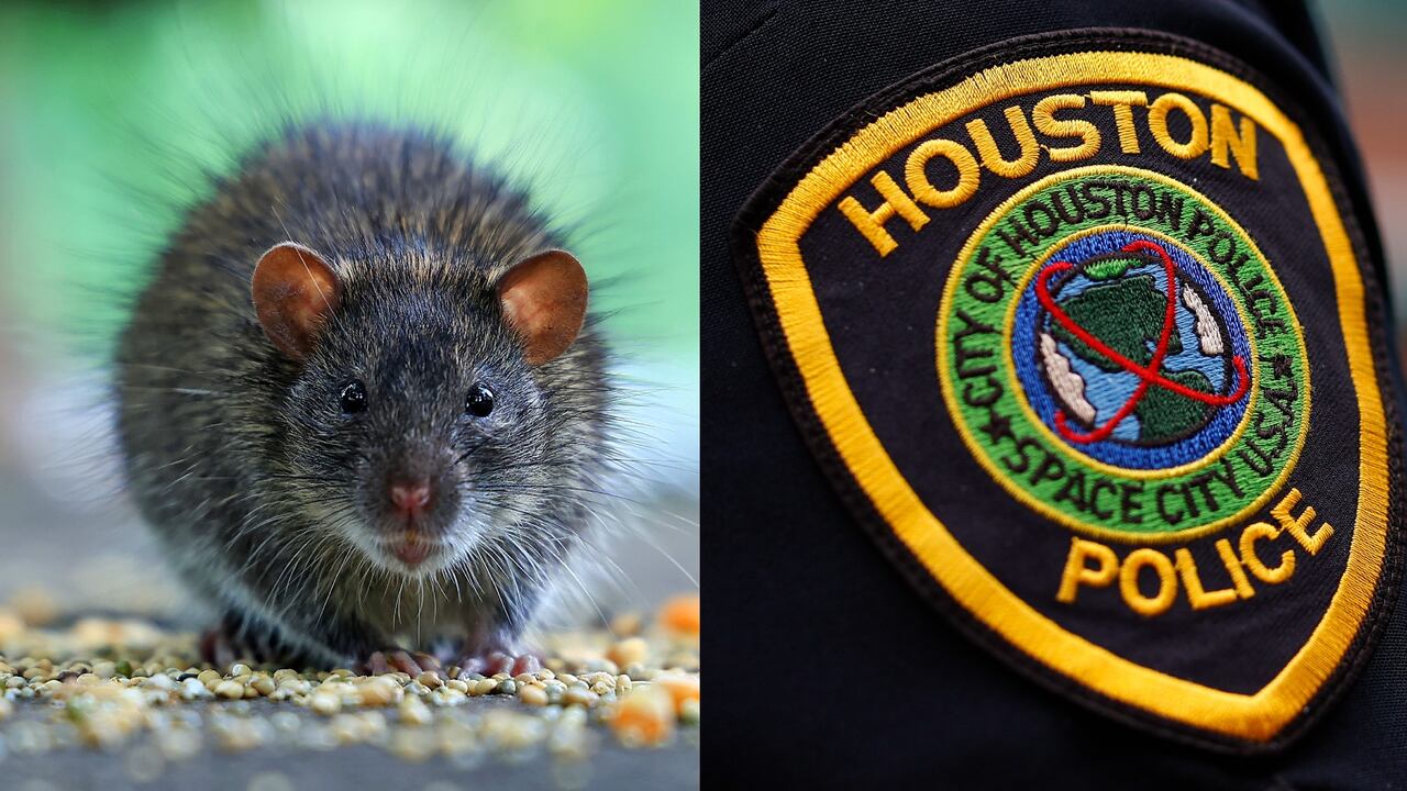 Las ratas están dañando la evidencia de droga almacenada en dos bodegas de la Policía de Houston.