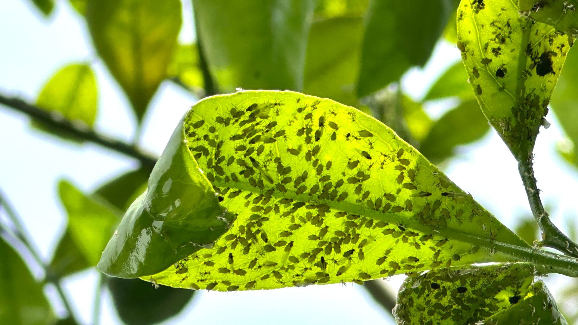 Las plantas requieren cuidados constantes, especialmente frente a las plagas.