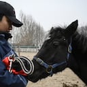 La idea de los expertos en dotar de animales al país para la práctica de deportes equinos.