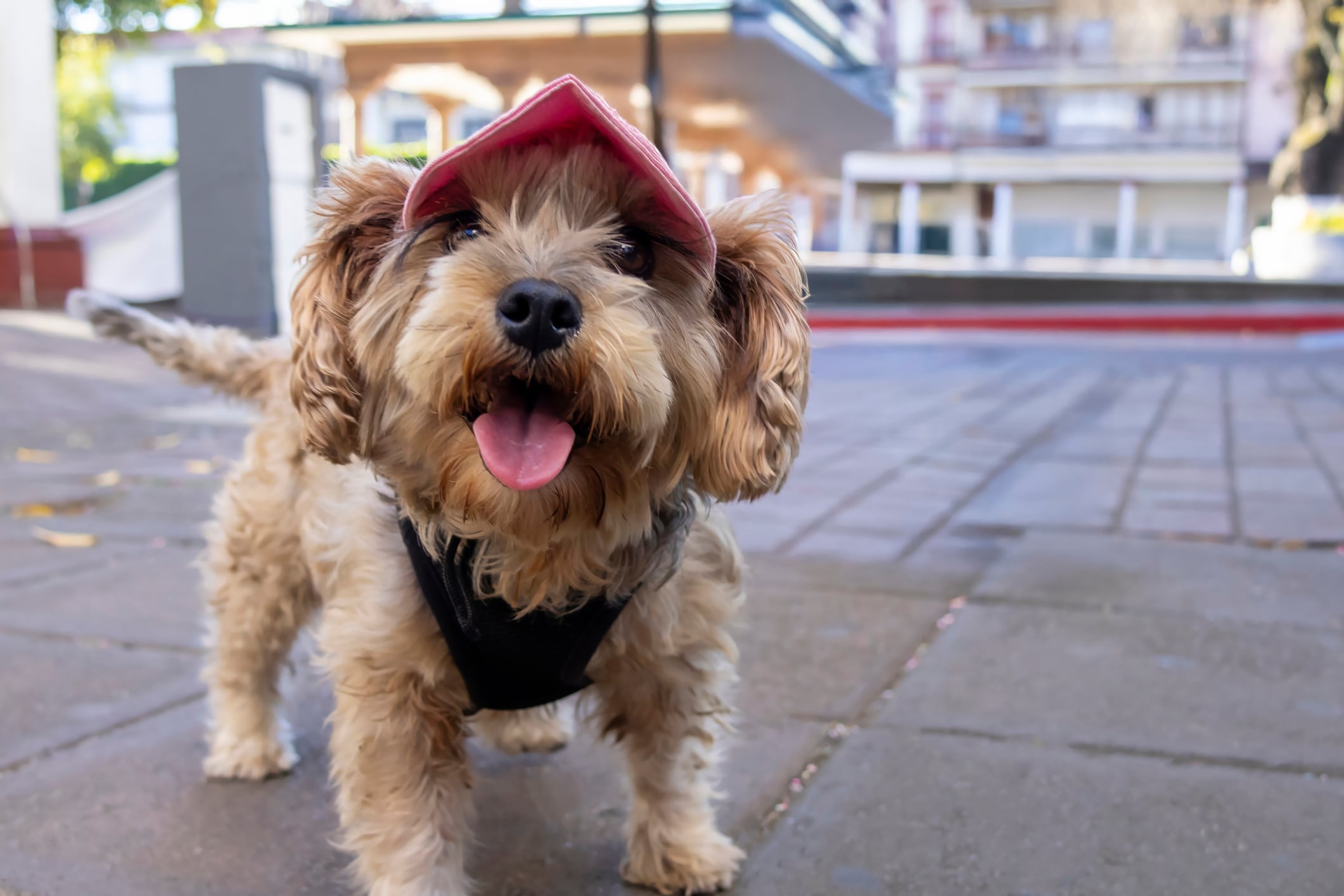 Para animales que suelen jalar la correa, las pecheras ofrecen un manejo más estable y controlado.